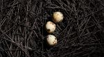 he artificial shells come in various sizes, it may be possible to use bigger artificial eggs to incubate embryos that are too large for the eggshells of living birds. (image for representation: Magnific)