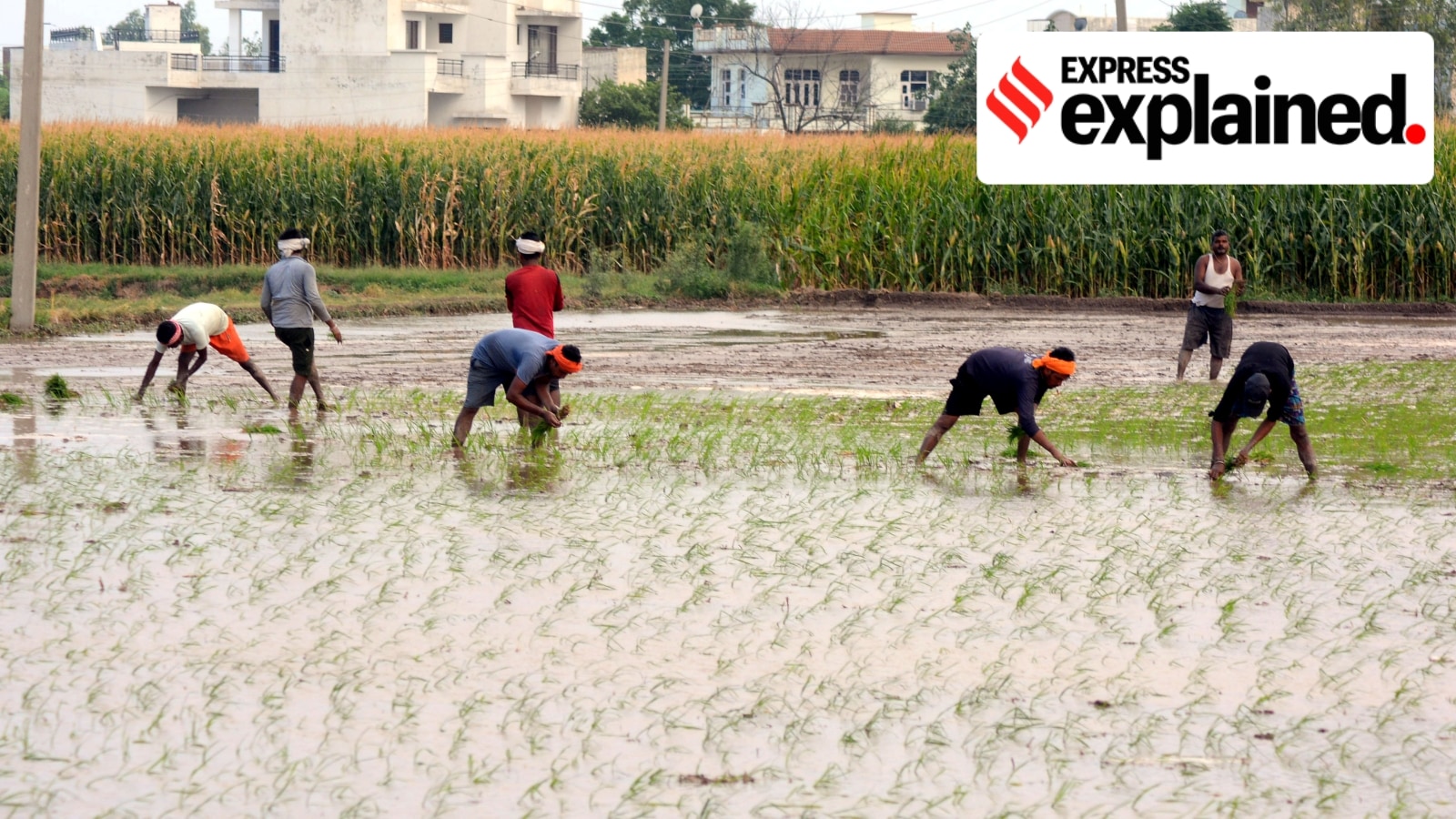 Why hybrid paddy continues to divide Punjab’s agricultural community