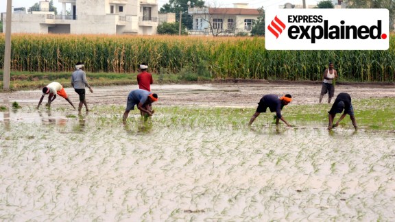 Hybrid paddy
