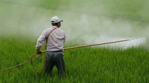 Relief for Indian farmers; Urea prices crash in latest import tender