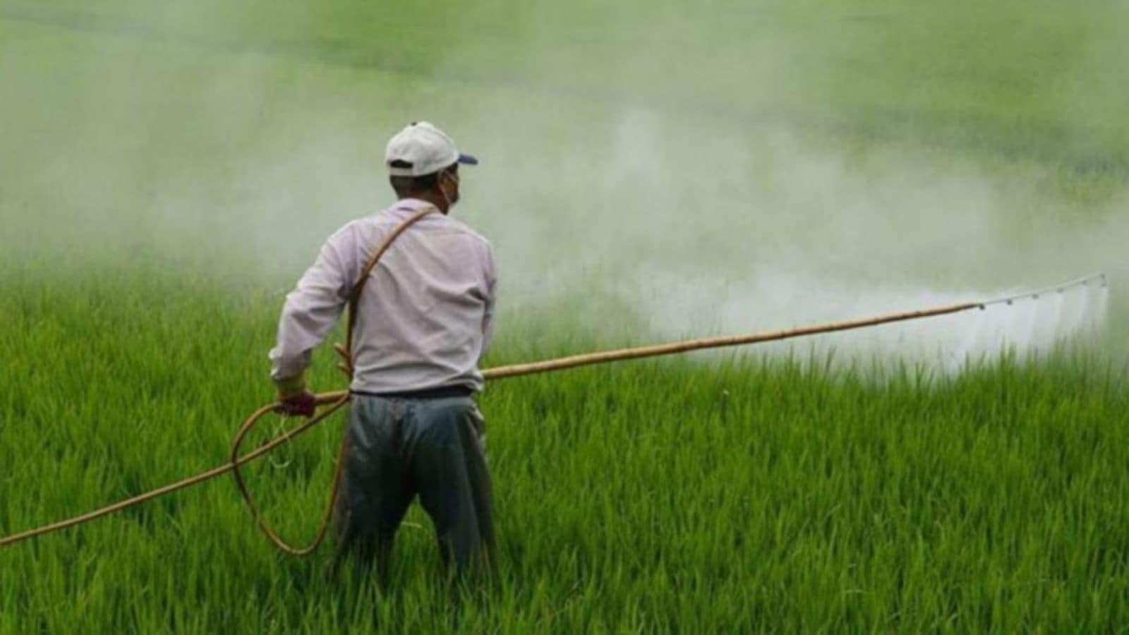 Volatility in India’s fertiliser market: prices fall on imports even as regional shortages and high sales persist; farmers seek policy support to cut fertiliser use