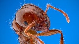 fire ants