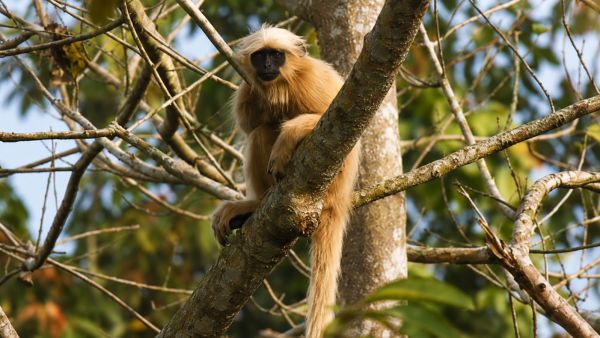 golden langur rescue Assam, golden langurs, assam,