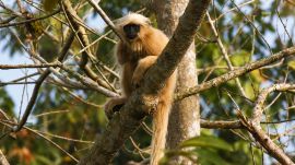 golden langur rescue Assam, golden langurs, assam,