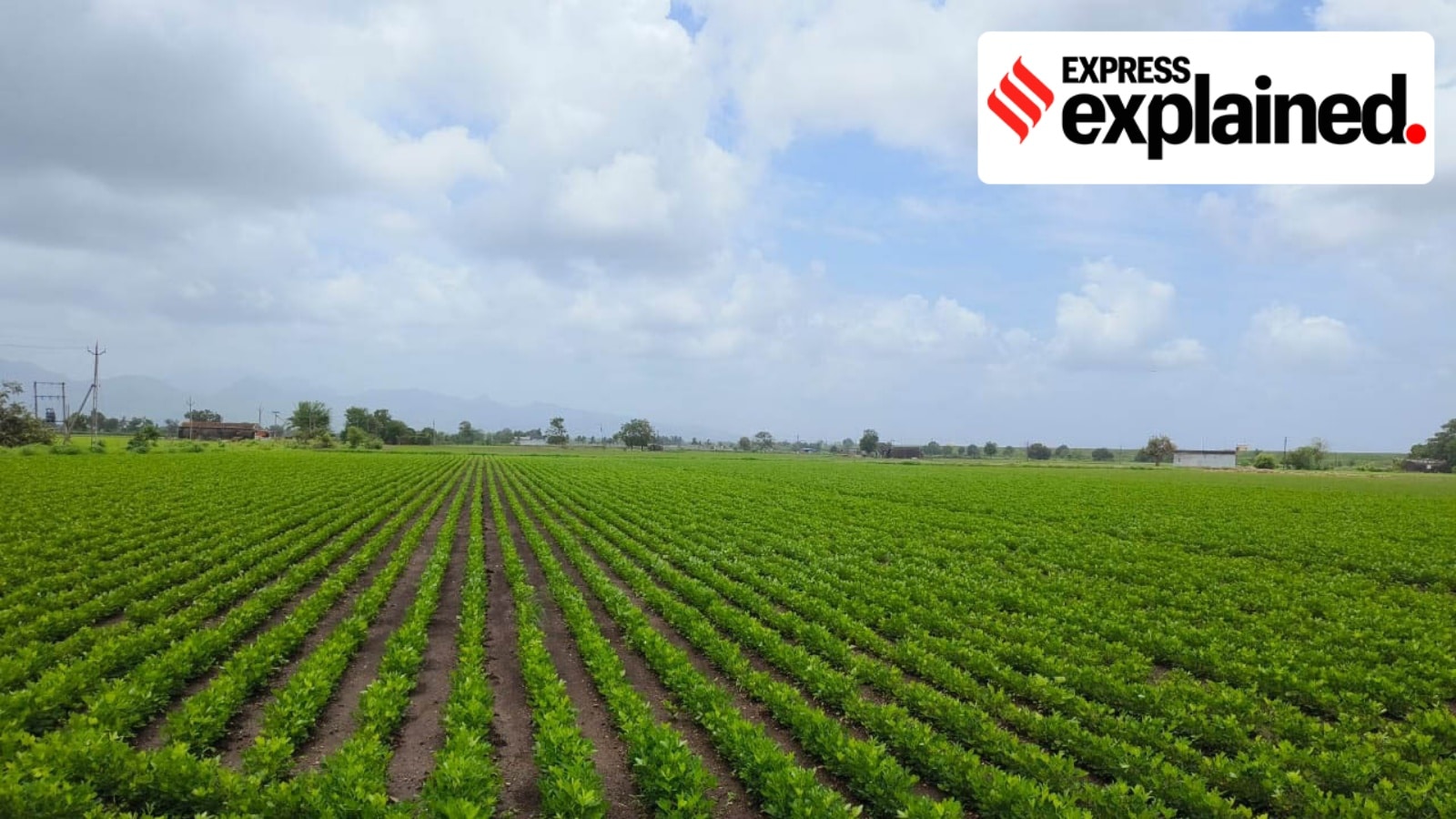 Can spring groundnut mitigate Punjab’s groundwater crisis?