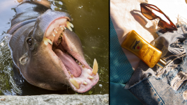 hippos