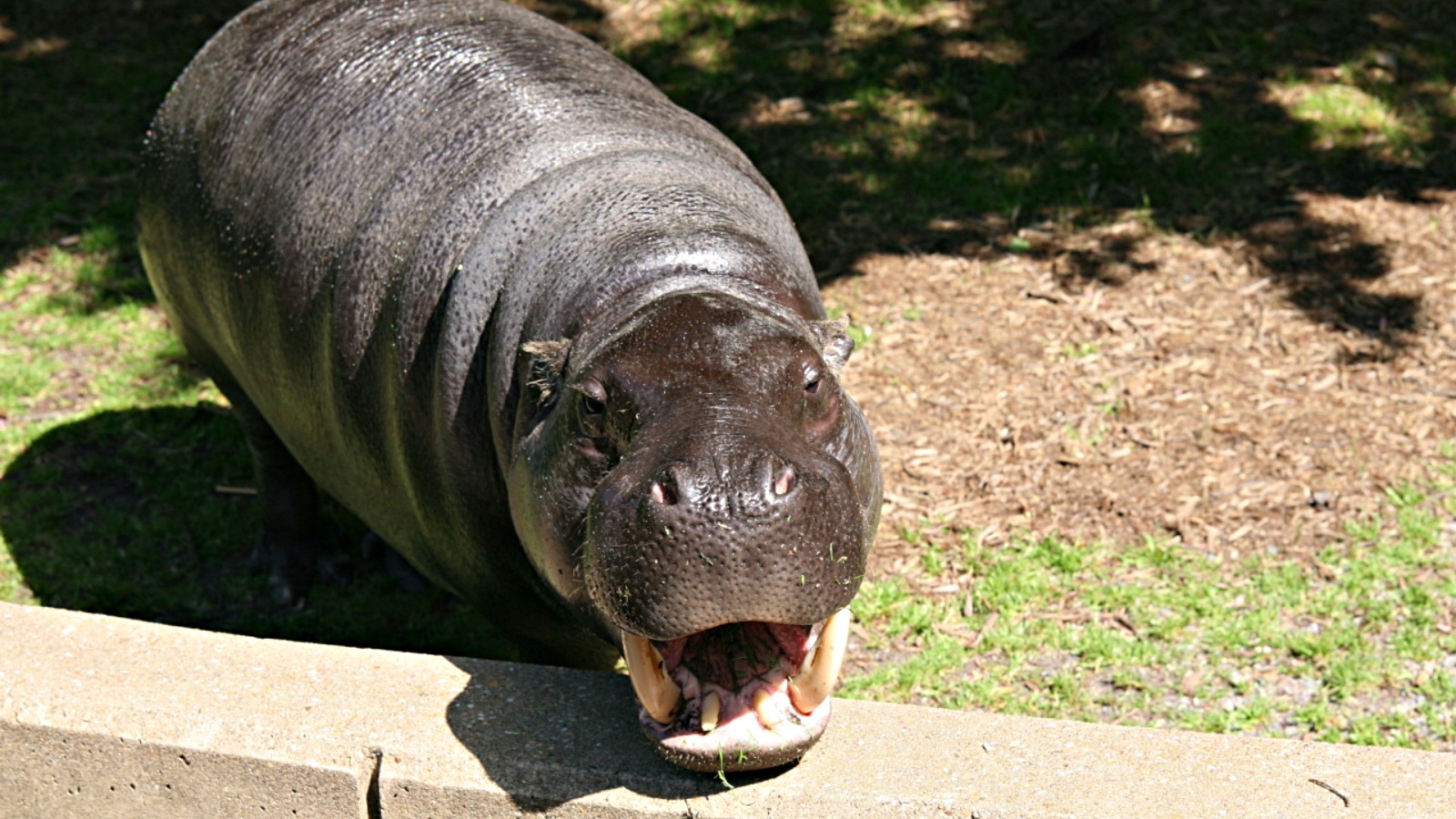 hippos