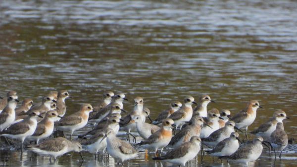 Lesser Sand Plovers, Curlew Sandpipers, and a Terek Sandpiper forage in shallow wetland waters. (Photo: Dr Raju Kasambe