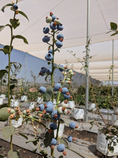 Blueberry plants UPSC Sanket Shinde
