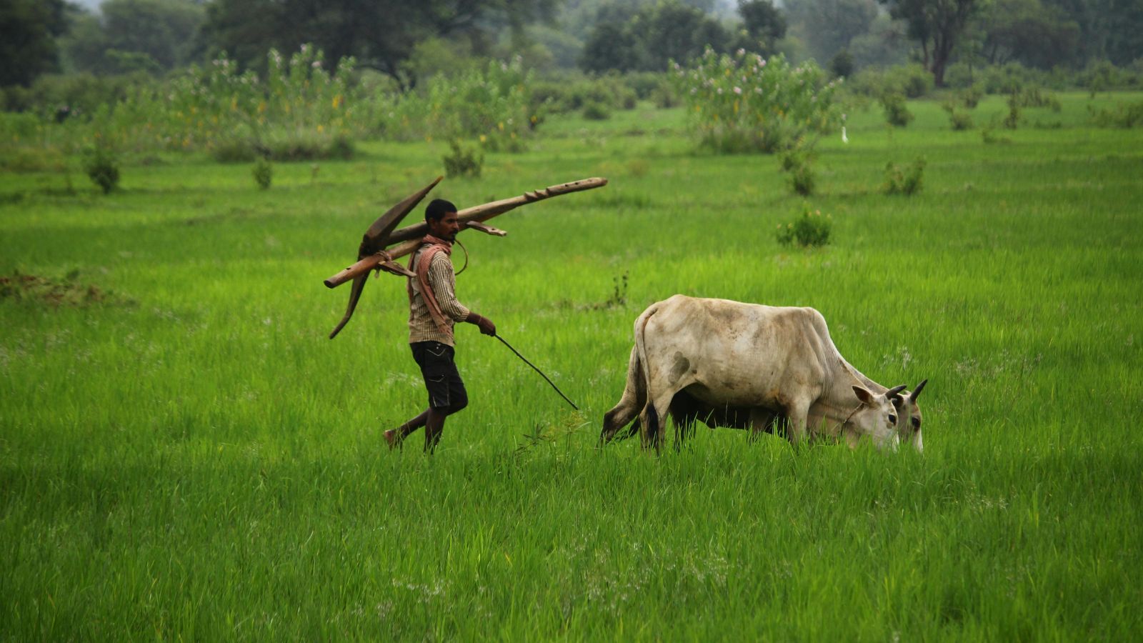 Chhattisgarh cabinet approves plan for power utility IPO, revamped farmer scheme