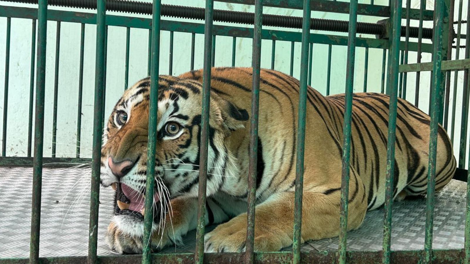 Captured after conflict, two Nagpur tigers to be released back into the wild
