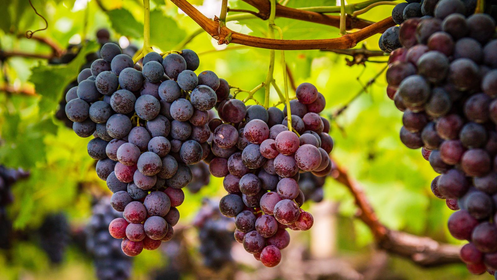 Why scientists are sending hundreds of Texas grape seeds to the ISS