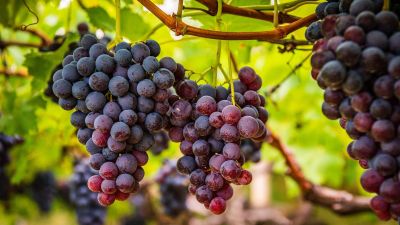 Why scientists are sending hundreds of Texas grape seeds to the ISS