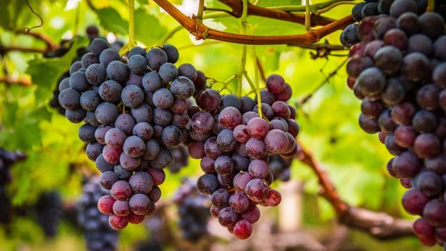 Why scientists are sending hundreds of Texas grape seeds to the ISS