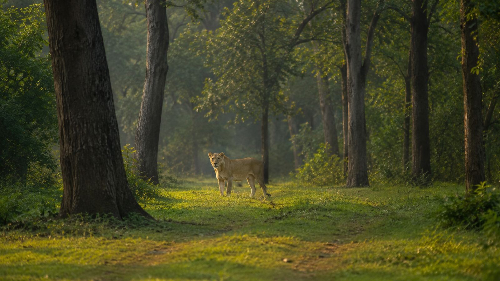 Gujarat Forest Minister Meets Family of Five-Year-Old Killed by Lioness; Vows Preventive Measures