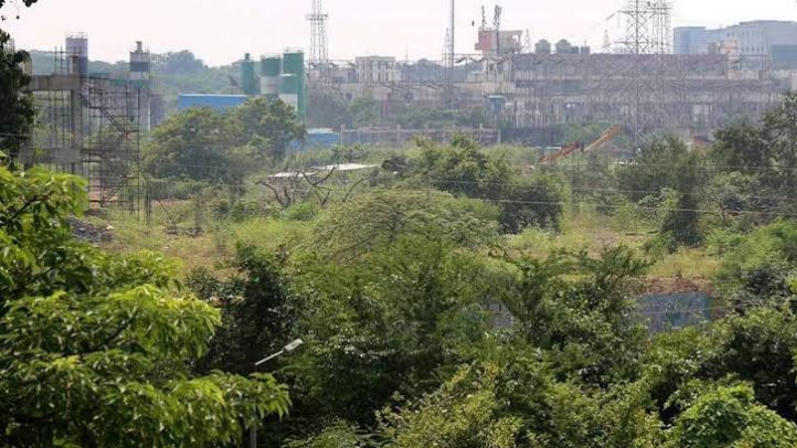 Mumbai’s Tree authority clears proposal to remove 1,080 trees for infrastructure projects