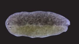 scientist discover biological bomb cell