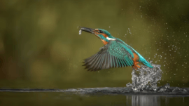 birds