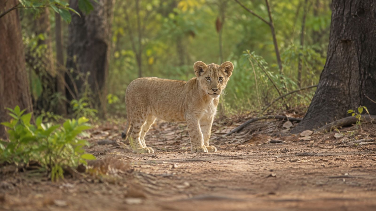 Lion cub’s carcass found with injuries in Junagadh, search on for suspect: Forest department