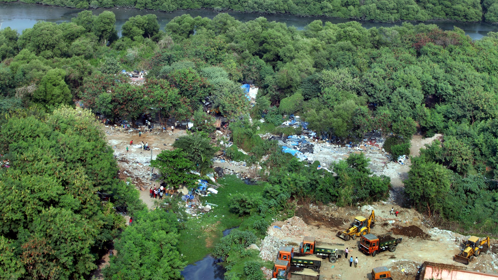 Bullet train-linked transmission line: As MSETCL seeks nod to fell 847 mangroves, Bombay HC raises replantation concerns