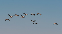 migratory-birds_20260625193444.png The birds are winging it