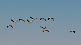 The birds are winging it