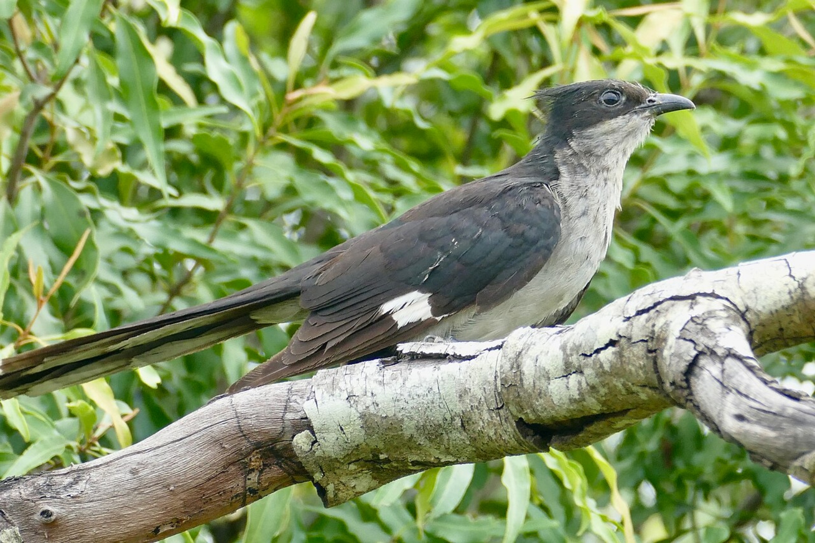  Jacobin cuckoo