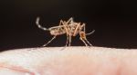 Scientists say mosquitoes use carbon dioxide, body odour, heat and humidity to identify potential hosts, making some people more attractive to the insects than others. (Image for representation: Magnific)