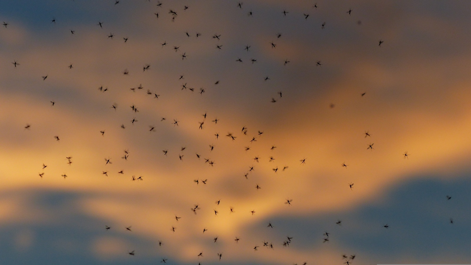 mosquitoes
