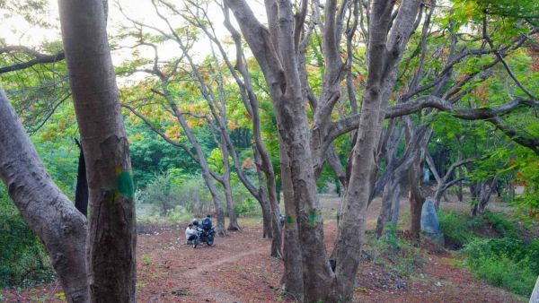 "We have reduced the number of trees being felled from 6,000-7,000 to 2,000 now ,” Bhadane said. (Express photo by Arul Horizon)