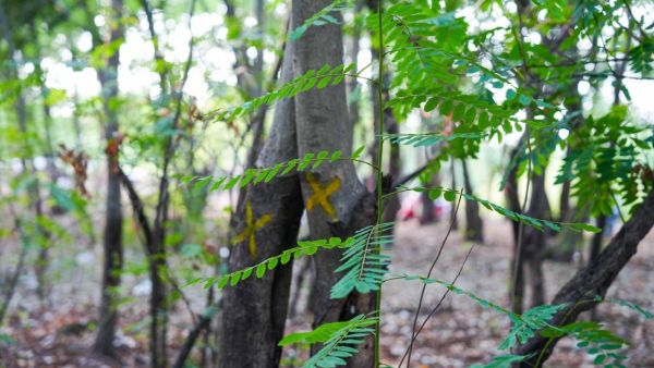Another 800-1,000 trees located at Tapovan are also set for felling out of which 100-150 will be transplanted. (Express photo by Arul Horizon)
