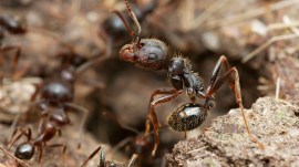 ant