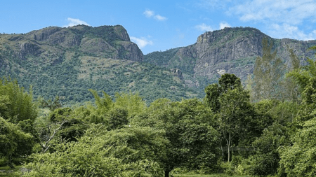 Nilgiri Tahr population rises, Nilgiri Tahr population rises in Tamil Nadu, Tamil Nadu Nilgiri Tahr population, Nilgiri Tahr population, Indian express news, current affairs