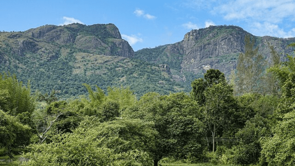 Nilgiri Tahr population rises, Nilgiri Tahr population rises in Tamil Nadu, Tamil Nadu Nilgiri Tahr population, Nilgiri Tahr population, Indian express news, current affairs