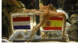 Octopus