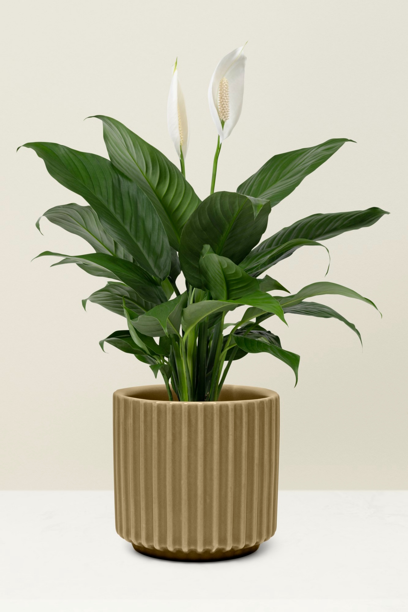  Philodendron
