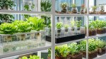 Plants you can grow without soil