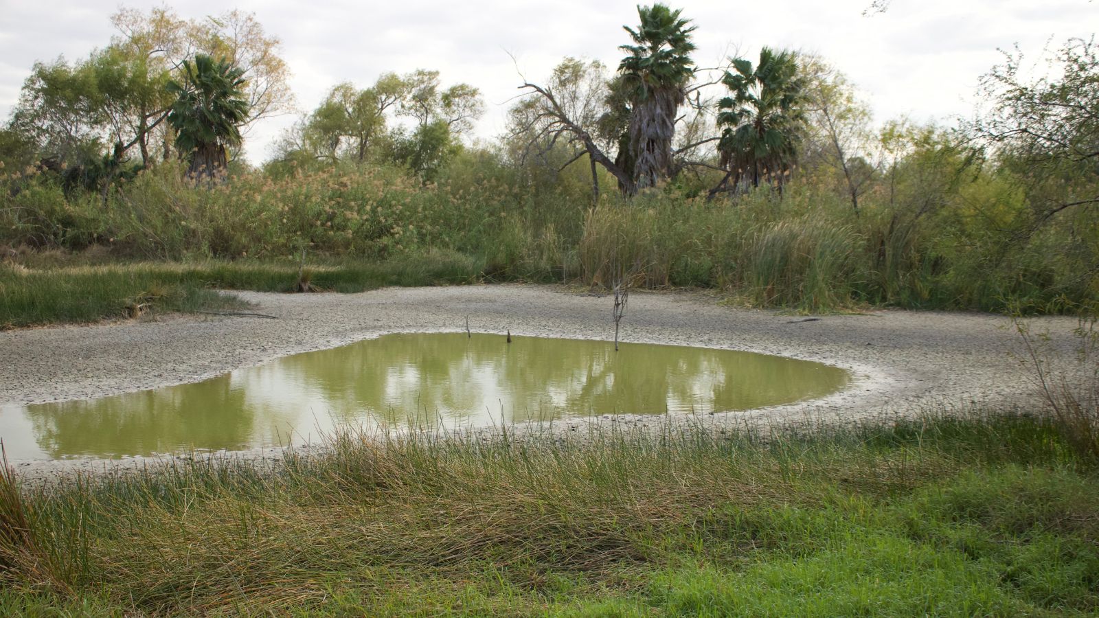 Forest pond ‘poisoned’ in mass hunting attempt, 3 men arrested in Madhya Pradesh