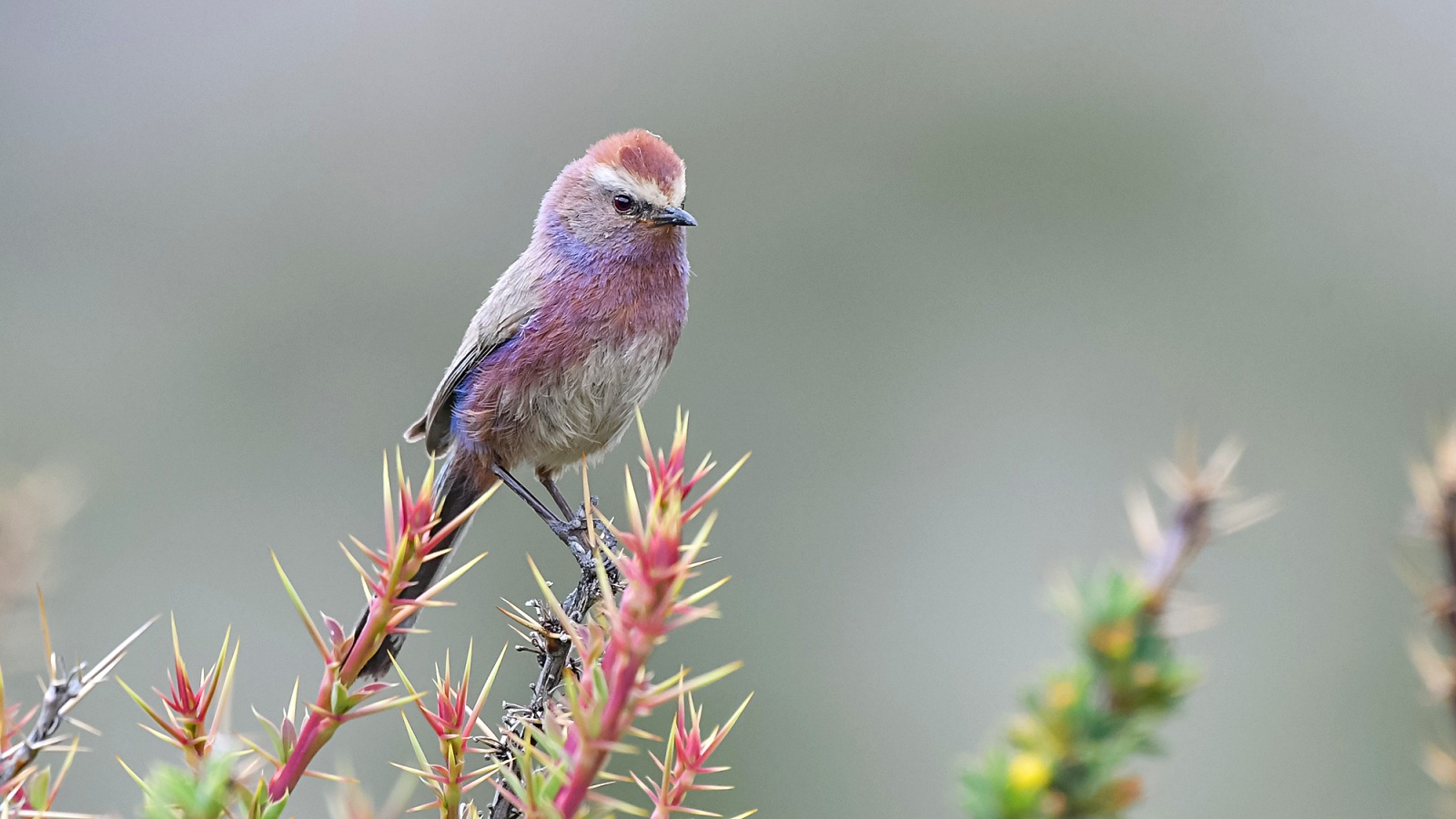 Meet white-browed tit-warbler, the rainbow bird that looks unreal