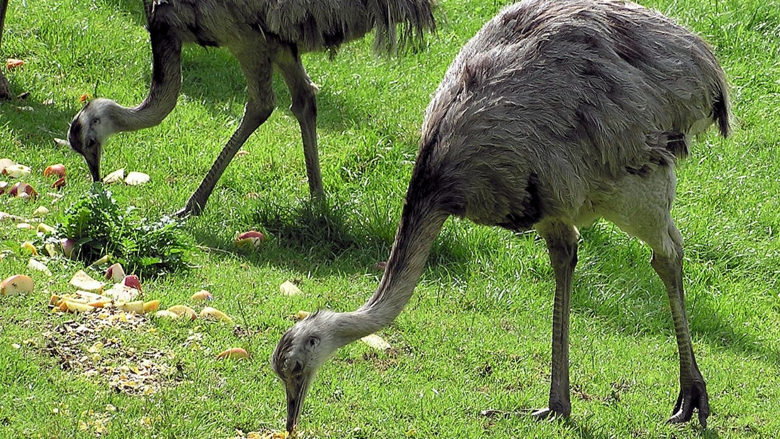Pregnancy to parenting: 5 animal fathers that will amaze you