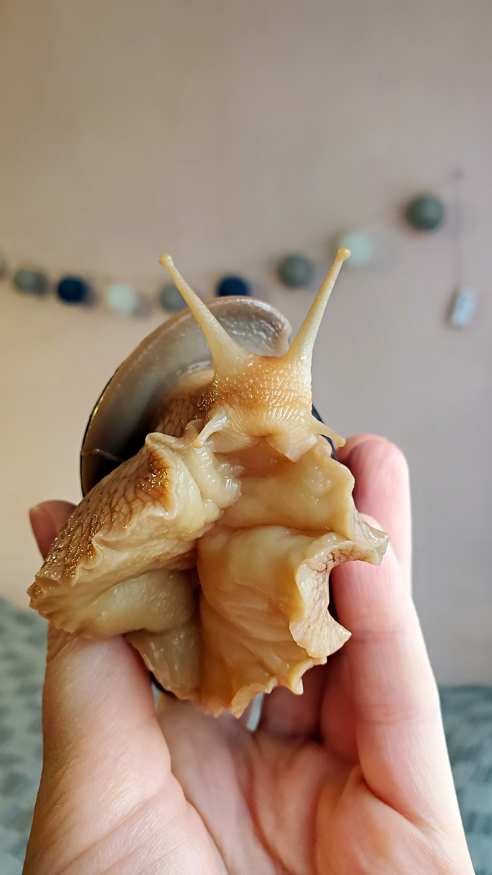 snail