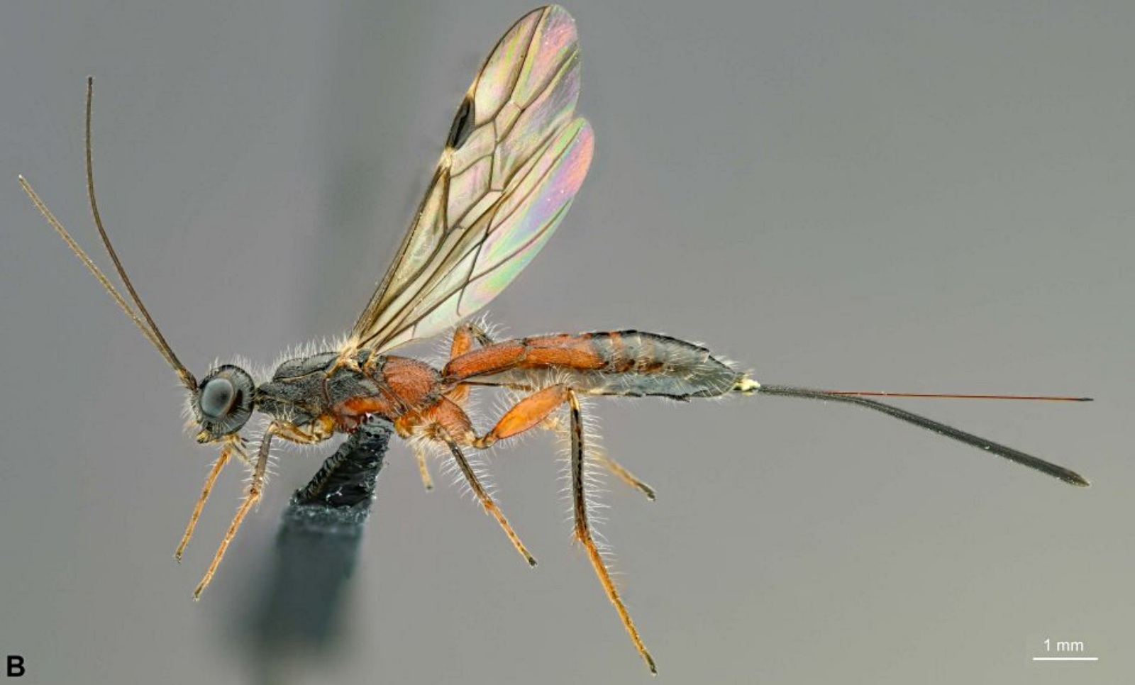 species