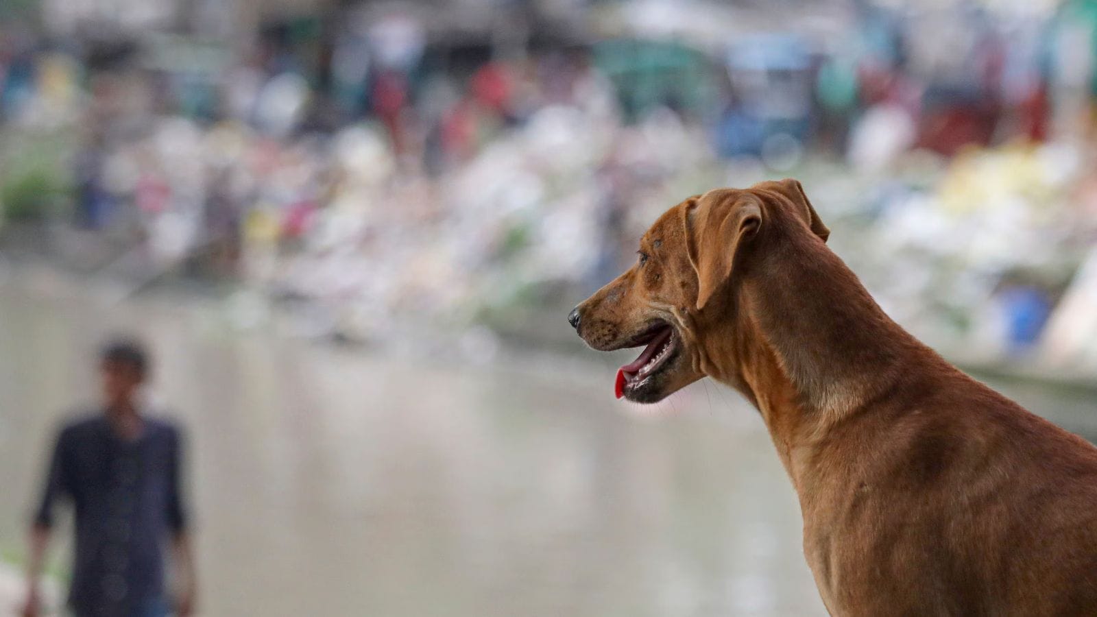 Toddler walked away with a stray dog in Andhra. Days later, only the dog returned