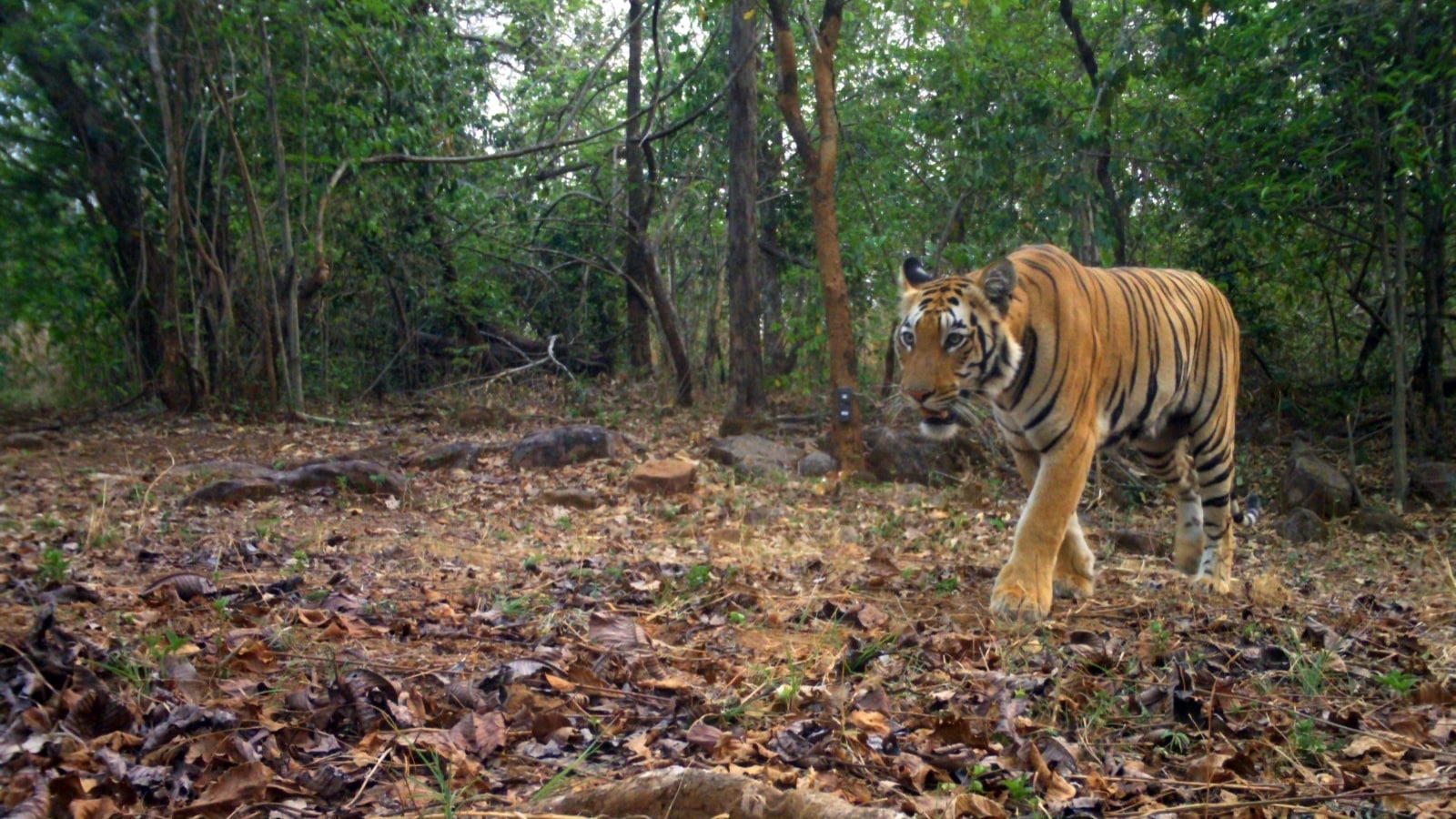A stray tigress finds a new home, giving a struggling Chhatt