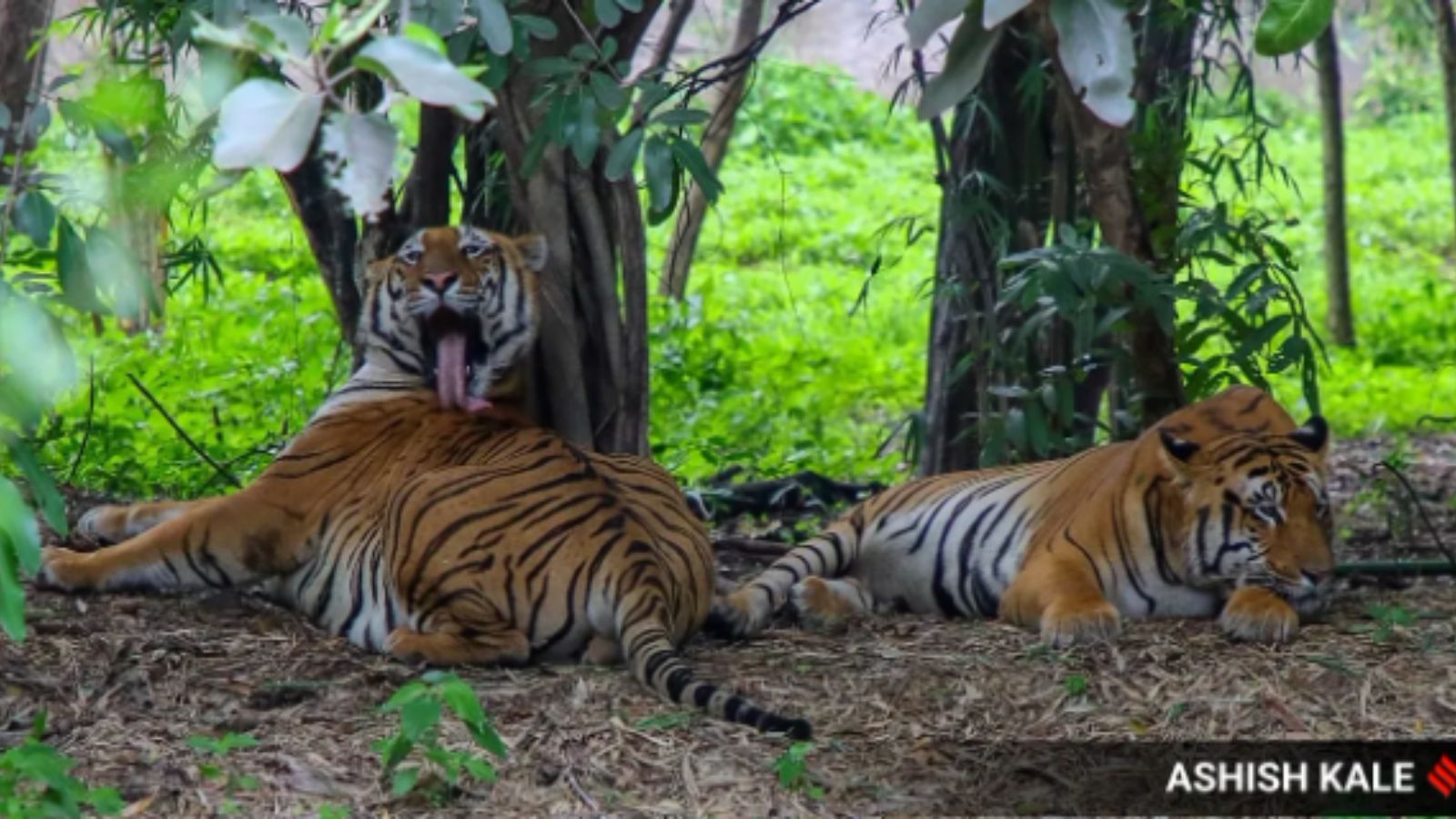 18 years of tiger reintroduction in Sariska: Centre flags priority intervention need in 25 of 58 tiger reserves with low, absent tigers
