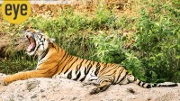 tiger feature tiger