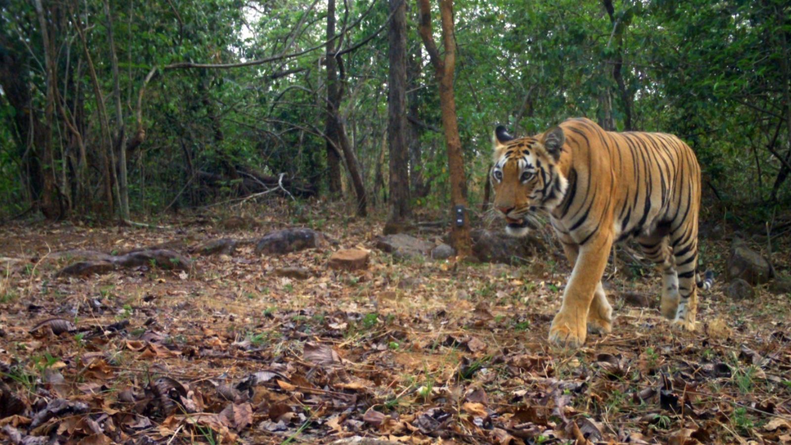 Could AI save a struggling tiger reserve?