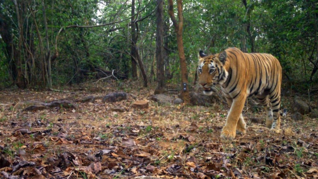 Tigers