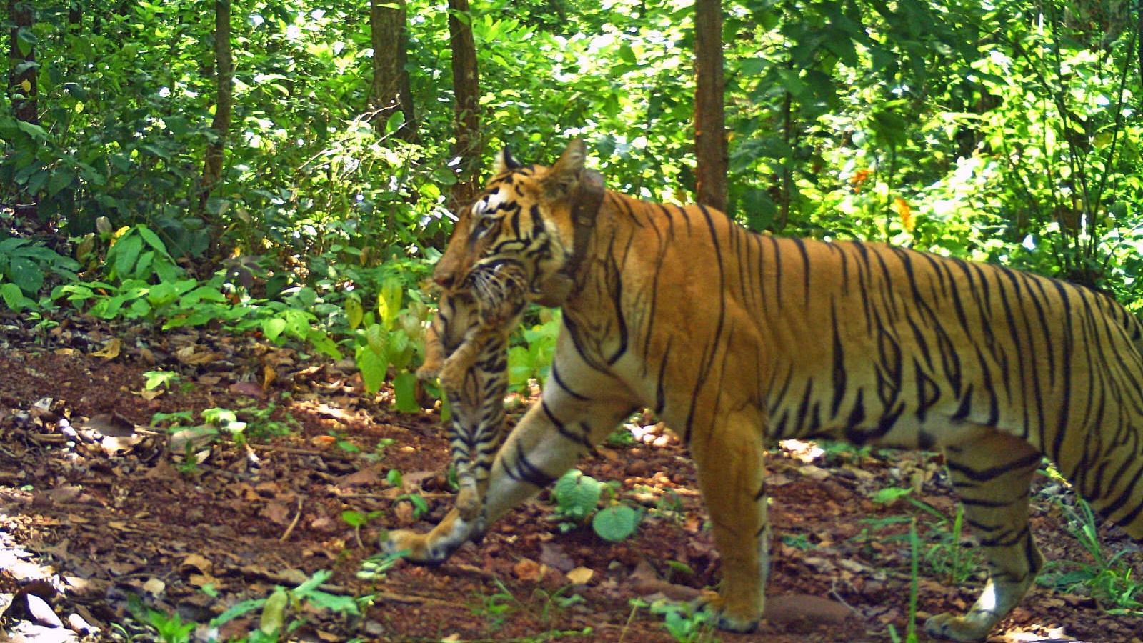 Tigers, gaurs, wild dogs: Inside Madhya Pradesh’s wildlife swap plan with Andhra