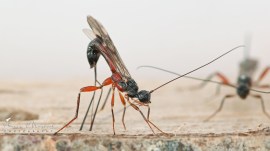 species